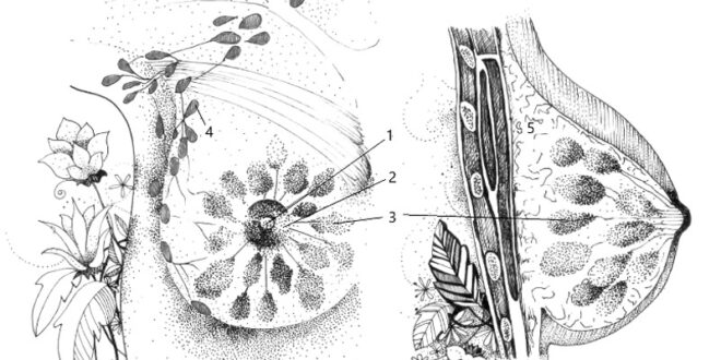 Proyecto Ovotabú: Introducción a la Anatomía y Fisiología de las féminas género diverses