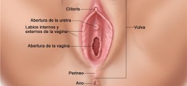 La Vulva